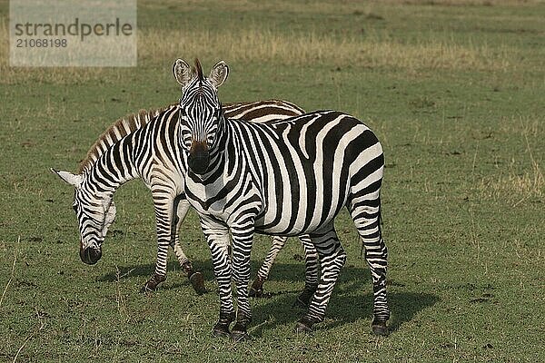 Zwei Zebras im Gras im Serengeti NP