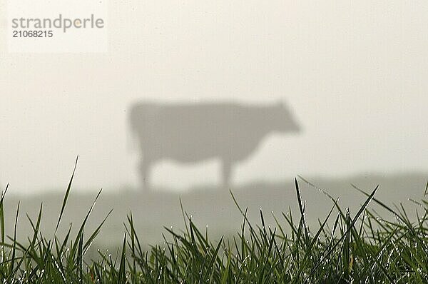 Silhouette einer Jersey Kuh und einer Weide  Westküste  Neuseeland  Ozeanien