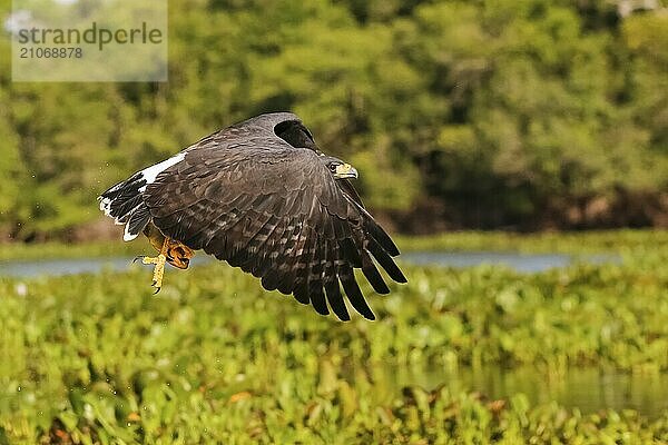 Nahaufnahme eines Great Black Hawk im Flug mit ausgebreiteten Flügeln vor grünem Hintergrund  Pantanal Feuchtgebiete  Mato Großo  Brasilien  Südamerika