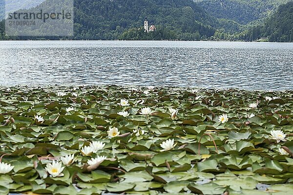 See Bled Slowenien und Seerosen. Schöne Bergsee mit kleinen Kirche auf der Insel mit Schloss auf der Klippe und europäischen Alpen im Hintergrund