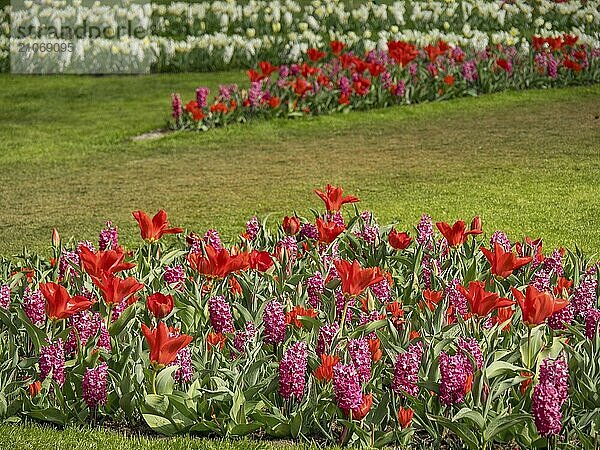 Ein Blumenbeet mit roten und pinken Tulpen vor grünem Hintergrund  amsterdam  niederlande