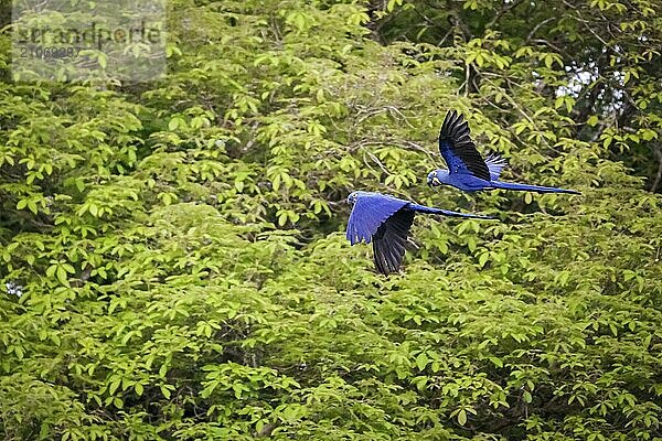 Zwei Hyazinth Aras im Flug vor grünem Hintergrund  Pantanal Feuchtgebiete  Mato Großo  Brasilien  Südamerika