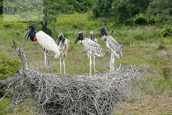 Nahaufnahme eines hohen Jabiru Nests mit vier jungen Jabirus  die auf die fressen durch einen Erwachsenen warten  vor grünem Hintergrund  Pantanal Feuchtgebiete  Mato Großo  Brasilien  Südamerika