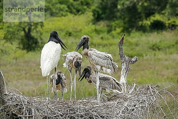 Nahaufnahme eines hohen Jabiru Nests mit vier jungen Jabirus  die auf die fressen durch einen Erwachsenen warten  vor grünem Hintergrund  Pantanal Feuchtgebiete  Mato Großo  Brasilien  Südamerika