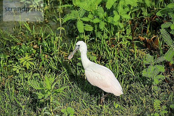 Rosalöffler bei der Futtersuche vor grünem Hintergrund  Pantanal Feuchtgebiete  Mato Großo  Brasilien  Südamerika