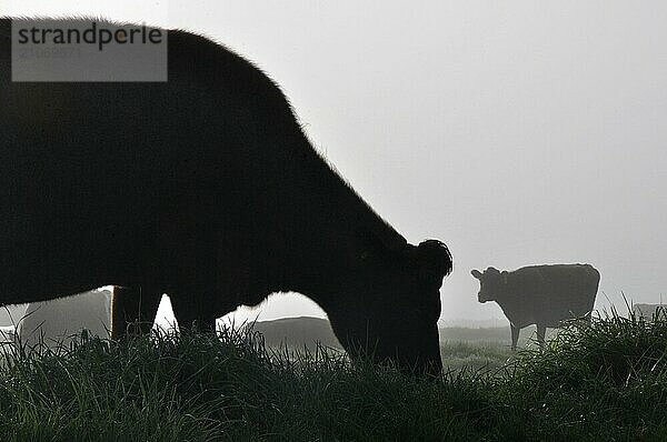 Silhouette einer Jersey Kuh auf der Weide  Westküste  Neuseeland  Ozeanien