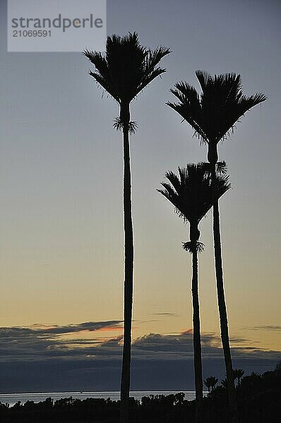 Nikau Palmen  Rhopalostylis sapida  in Silhouette  Westküste  Südinsel  Neuseeland  Ozeanien