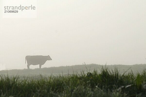 Silhouette einer Jersey Kuh auf der Weide  Westküste  Neuseeland  Ozeanien