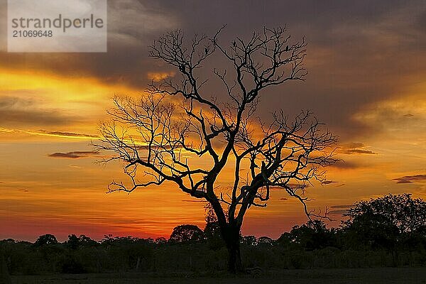 Dramatischer farbiger Sonnenuntergang mit Baumsilhouette im Pantanal Feuchtgebiet  Mato Großo  Brasilien  Südamerika