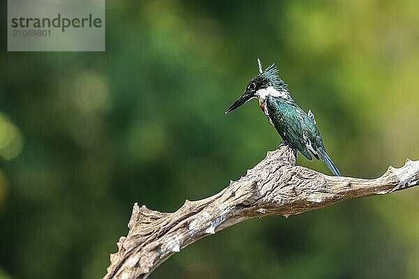 Schöner Amazonas Eisvogel auf einem toten Ast sitzend und nach Beute Ausschau haltend  Pantanal Feuchtgebiete  Mato Großo  Brasilien  Südamerika