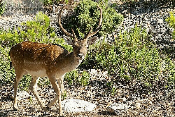 Porträt eines majestätischen kräftigen erwachsenen Rothirsches im herbstlichen Wald