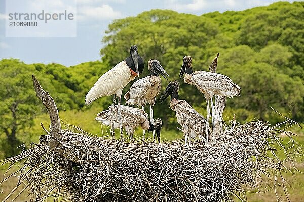 Nahaufnahme eines hohen Jabiru Nests mit vier jungen Jabirus  die auf die fressen durch einen Erwachsenen warten  vor grünem Hintergrund und blauem Himmel  Pantanal Feuchtgebiete  Mato Großo  Brasilien  Südamerika