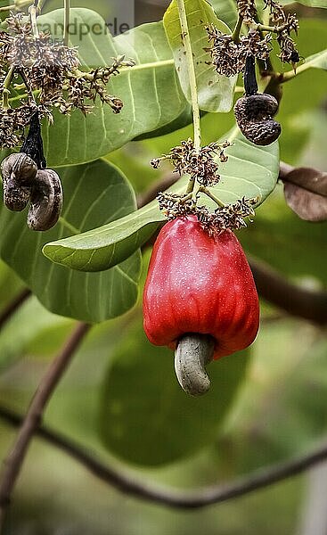 Rote Frucht eines Cashewbaums vor grünem Hintergrund  Brasilien  Südamerika