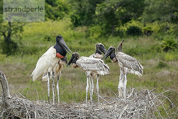 Nahaufnahme eines hohen Jabiru Nests mit vier jungen Jabirus  die auf die fressen durch einen Erwachsenen warten  vor grünem Hintergrund  Pantanal Feuchtgebiete  Mato Großo  Brasilien  Südamerika