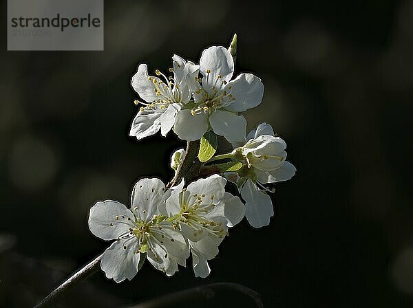 Weiße Victoria Pflaume Blüte gegen dunklen Hintergrund