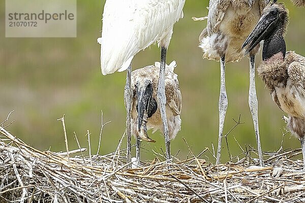 Nahaufnahme von vier jungen Jabirus  die in ihrem Nest Fische fressen  Köpfe nach unten oder stehend  vor grünem Hintergrund  Pantanal Feuchtgebiete  Mato Großo  Brasilien  Südamerika