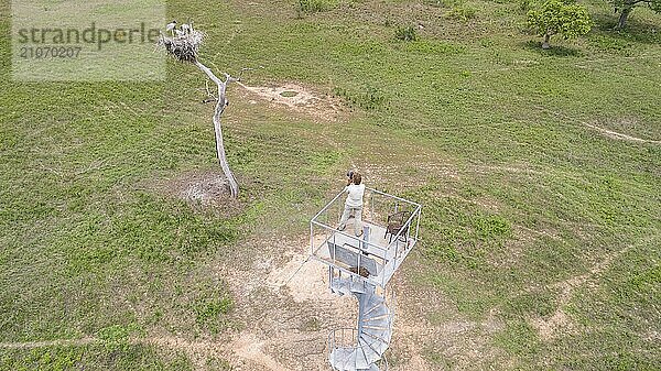 Luftaufnahme eines Jabirus Nests mit Jungvögeln und Turm Pantanal Feuchtgebiete  Mato Großo  Brasilien  Südamerika