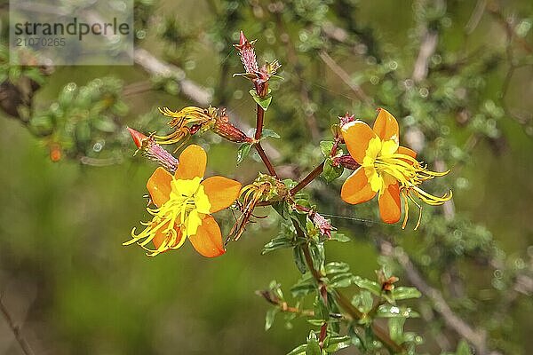 Nahaufnahme von zwei orangegelben Blüten vor unscharfem grünem Hintergrund  Biribiri State Park  Minas Gerais  Brasilien  Südamerika