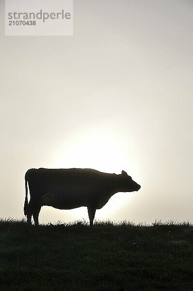 Silhouette einer Jersey Kuh auf der Weide  Westküste  Neuseeland  Ozeanien