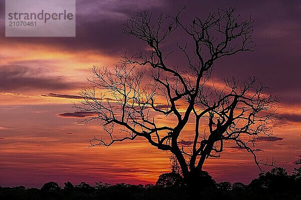 Dramatischer farbiger Sonnenuntergang mit Baumsilhouette im Pantanal Feuchtgebiet  Mato Großo  Brasilien  Südamerika