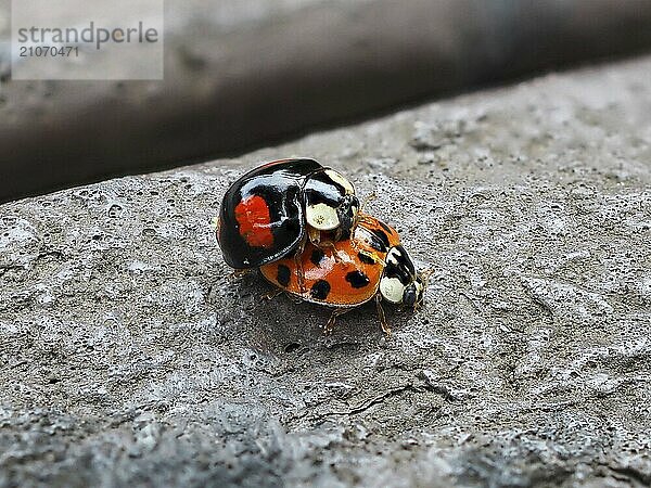 Zwei Marienkäfer (Coccinellidae) bei der Paarung  Nordrhein-Westfalen  Deutschland  Europa