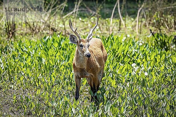 Schöner Sumpfhirsch auf einer grünen Wiese  Pantanal Feuchtgebiete  Mato Großo  Brasilien  Südamerika