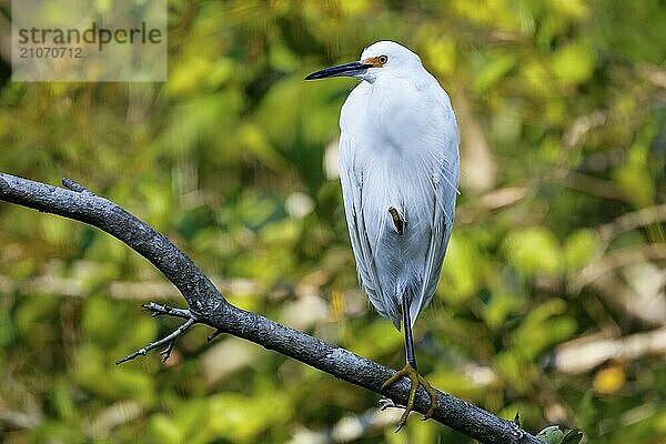 Silberreiher (Ardea alba) auf einem kahlen Ast vor grünem Hintergrund  Pantanal Feuchtgebiete  Mato Großo  Brasilien  Südamerika