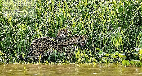 Zwei Jaguar (Panthera onca) stehen sich an einem Flussufer vor grünem Hintergrund gegenüber  Pantanal Feuchtgebiete  Mato Großo  Brasilien  Südamerika