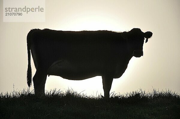 Silhouette einer Jersey Kuh auf der Weide  Westküste  Neuseeland  Ozeanien