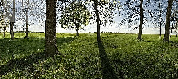 Wiese mit Bäumen im Gegenlicht