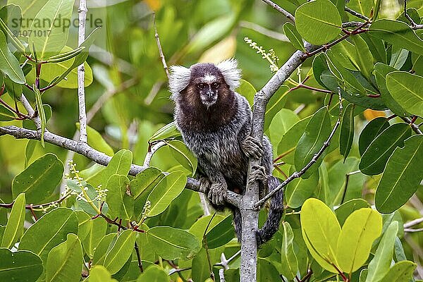 Seidenäffchen auf einem Ast sitzend  zur Kamera gewandt  natürlicher grüner Hintergrund  Paraty  Brasilien  Südamerika