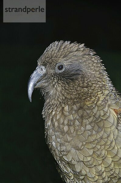 Porträt eines neuseeländischen Bergpapageis  des Kea  Nestor notabilis  vor dunklem Hintergrund