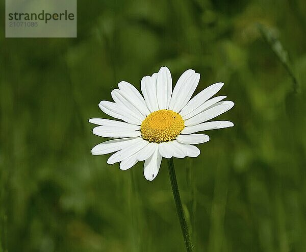 Weißes und gelbes Ochsenauge Gänseblümchen im Sommer mit unscharfem grünem Hintergrund