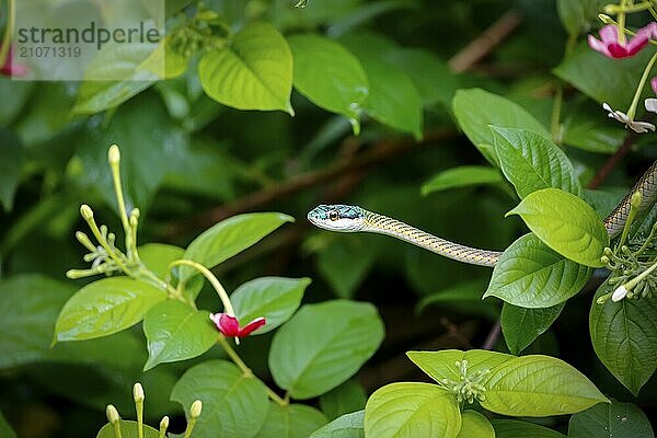 Schöne Papageienschlange  umgeben von grünen Blättern  Pantanal Feuchtgebiet  Mato Großo  Brasilien  Südamerika