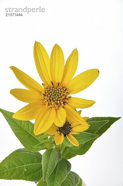 Helianthusblüten auf weißem Hintergrund