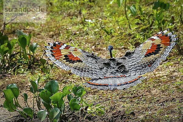 Nahaufnahme einer Sonnenschlange im Flug in Bodennähe mit schön gemusterten ausgebreiteten Flügeln  Pantanal Feuchtgebiete  Mato Großo  Brasilien  Südamerika