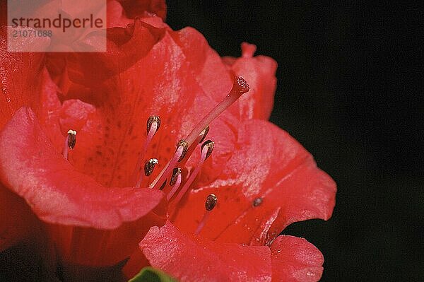 Roter Rhododendron auf schwarzem Hintergrund