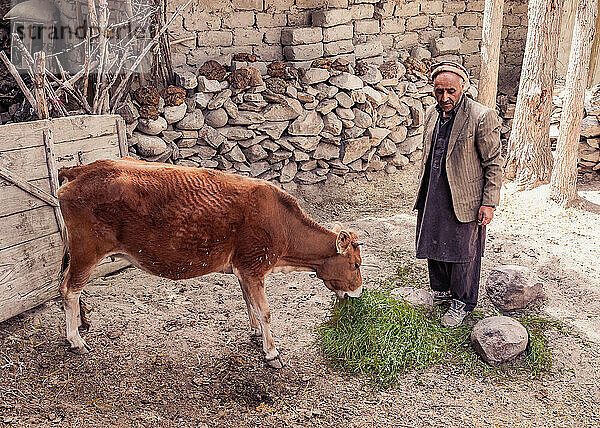 Farmer from Hushe village is feeding his cow