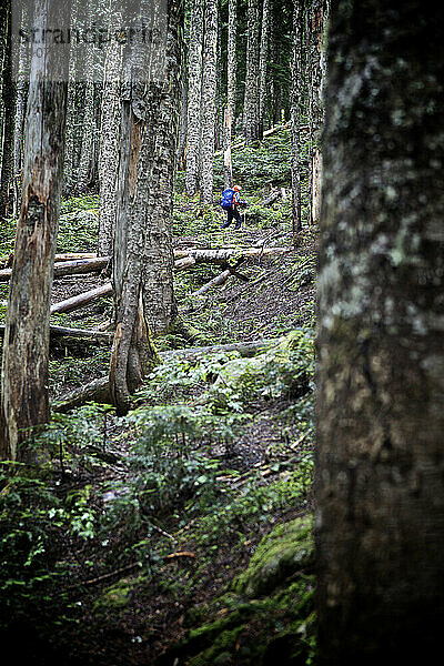 A woman hiking in the deep forest of the Northern cascades.