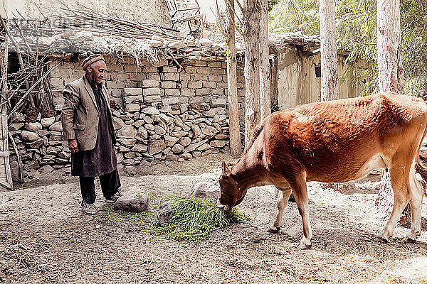 Farmer from Hushe village is feeding his cow