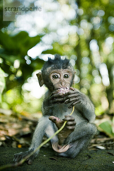 Baby monkey sitting on stone wall  eating a flower.