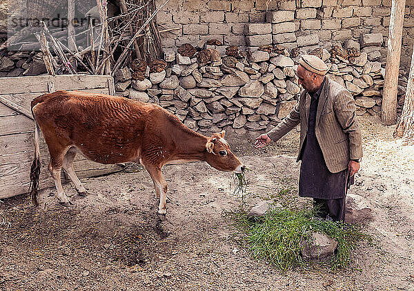 Farmer from Hushe village is feeding his cow