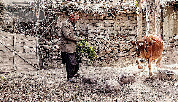 Farmer from Hushe village is feeding his cow