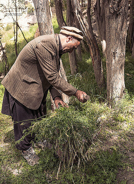 Farmer is going to collect grass from Hushe village