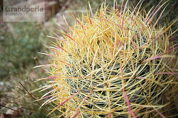 A close up of a colorful cactus in the Mojave Desert  Nevada.