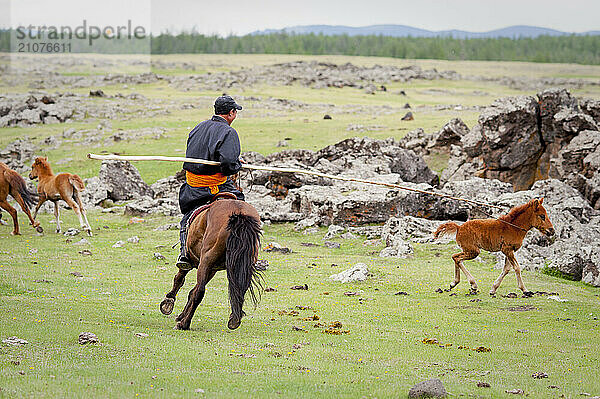 horse mongolia