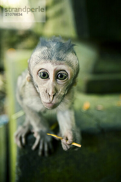 Baby monkey sitting on stone shrine looking at the camera.