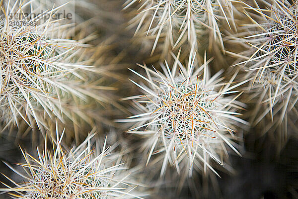 A detail of a cactus and it's spines.