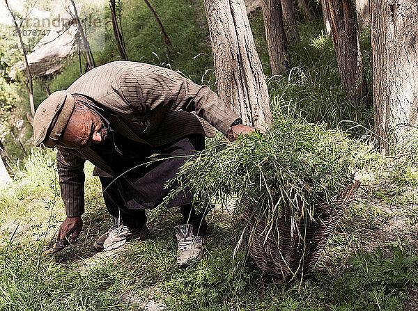 Farmer is going to collect grass from Hushe village