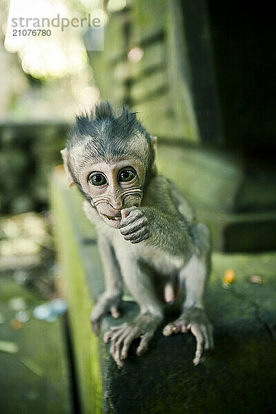 Baby monkey sitting on stone shrine picking his teeth.